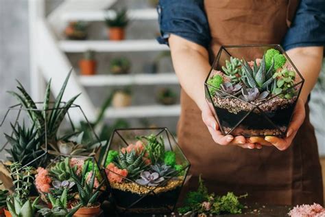 plants for gifting near me